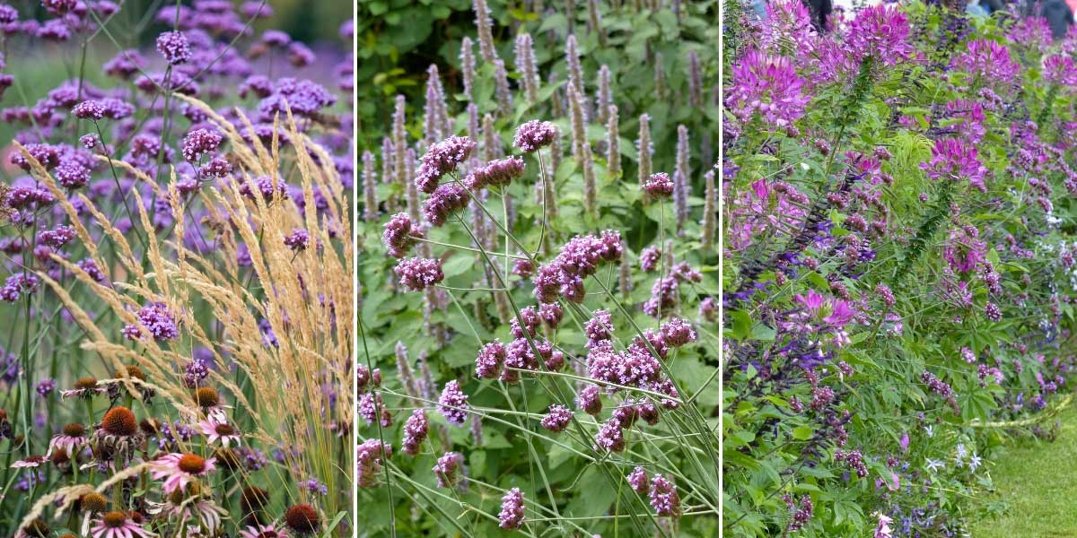 Jardin. Succombez à la verveine citronnée