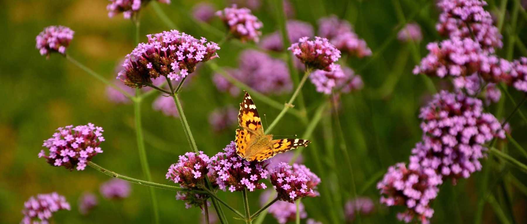 Verveine bleue (Verbena hastata L.) - Le blog de Josée