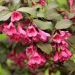 Weigelia : planter, cultiver, tailler