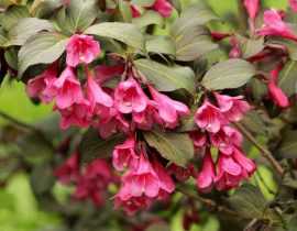 Weigelia : planter, cultiver, tailler