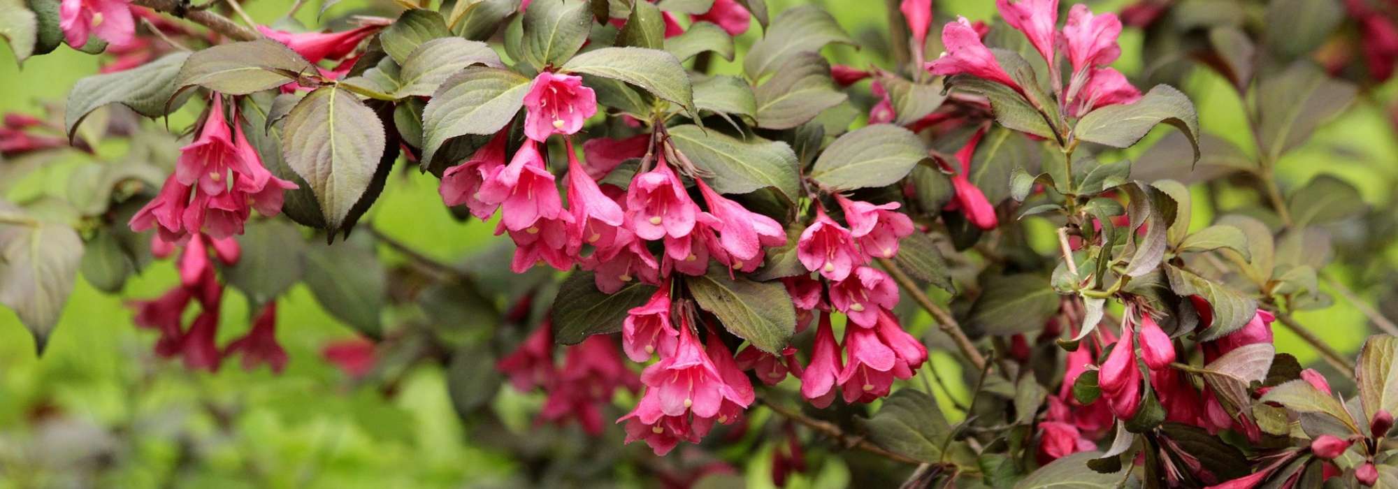 Weigelia : planter, cultiver, tailler