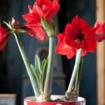 Démodé, l'Amaryllis ? 4 ambiances qui vous prouvent que non !