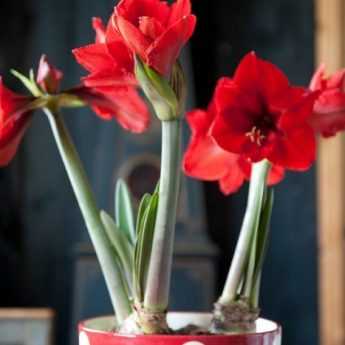 Démodé, l'Amaryllis ? 4 ambiances qui vous prouvent que non !