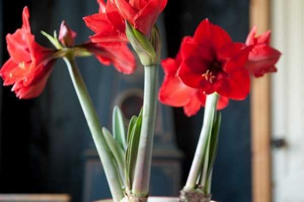 Démodé, l'Amaryllis ? 4 ambiances qui vous prouvent que non !