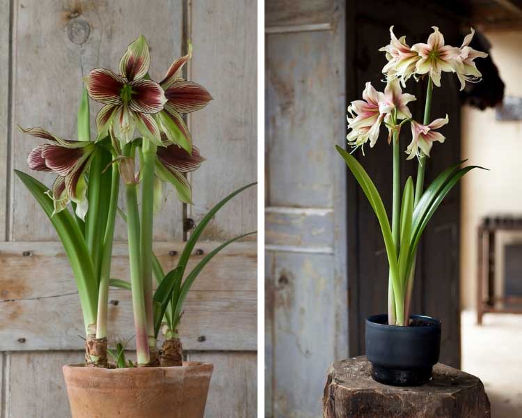 L'amaryllis, un bulbe d'intérieur parfait aussi dans les ambiances naturelles