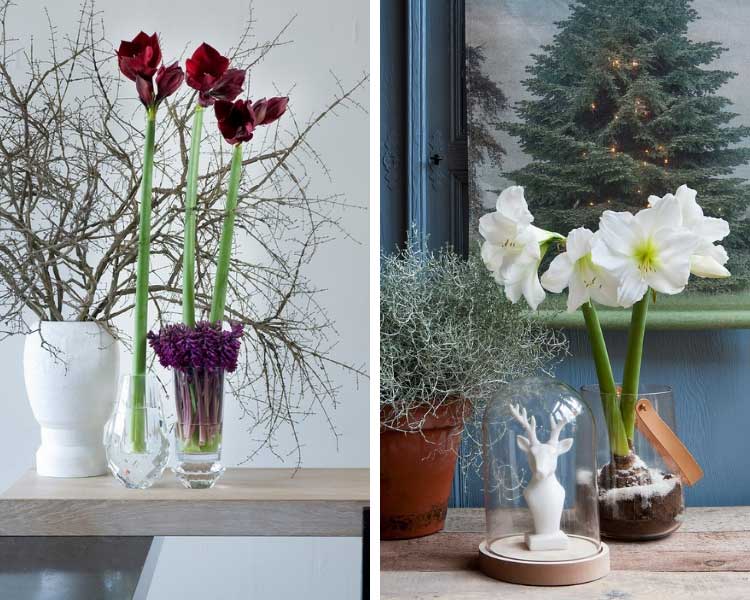 Des amaryllis pour composer une décoration florale très chic