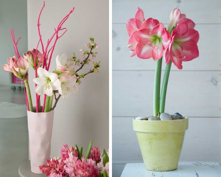 Les amaryllis font entrer le printemps dans la maison