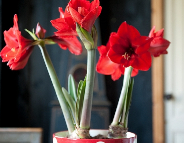 Démodé, l'Amaryllis ? 4 ambiances qui vous prouvent que non !