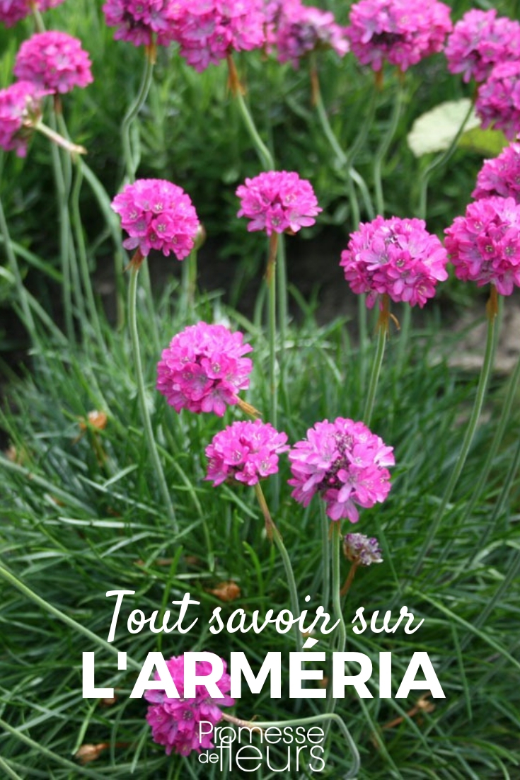 Armeria, gazon d'espagne : planter, cultiver, entretenir