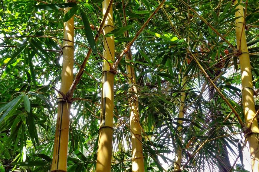 jardin japonais bambous