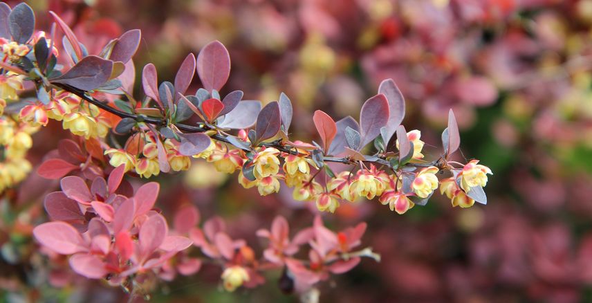 berberis