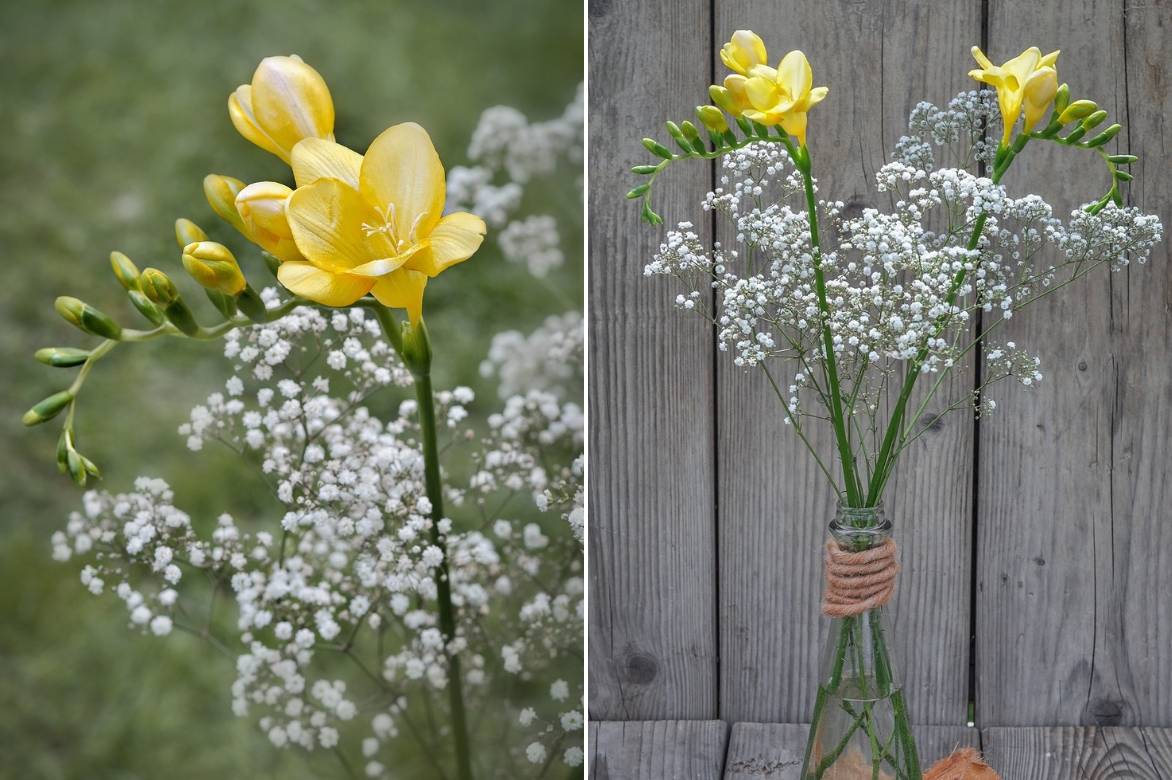 Gypsophile : plantation et entretien - Promesse de Fleurs