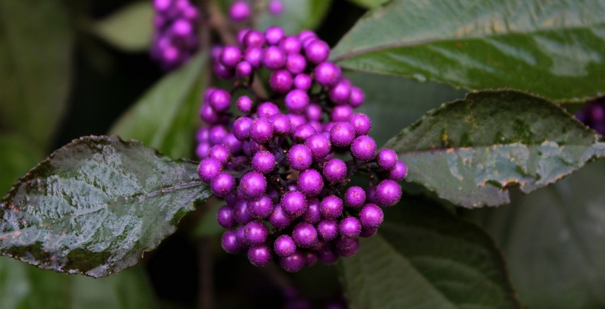 callicarpa