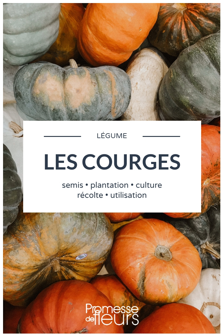 courges au potager : conseil pour semer, planter, cultiver