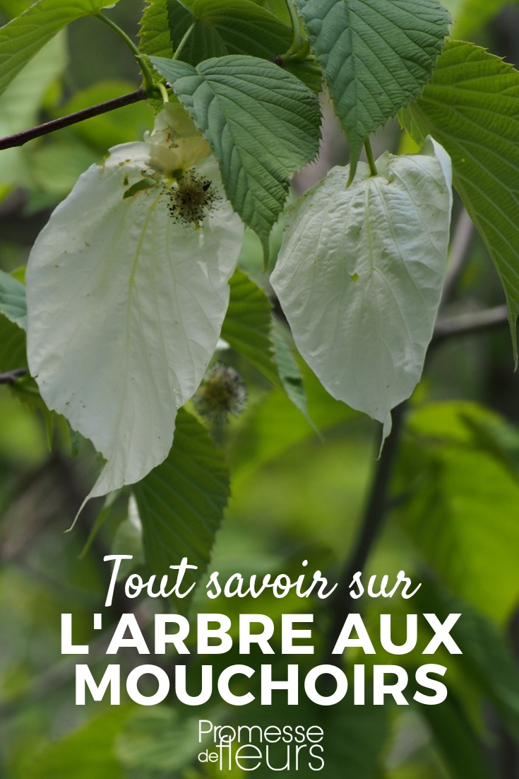 Davidia, arbre aux mouchoirs : conseils de plantation, taille et culture