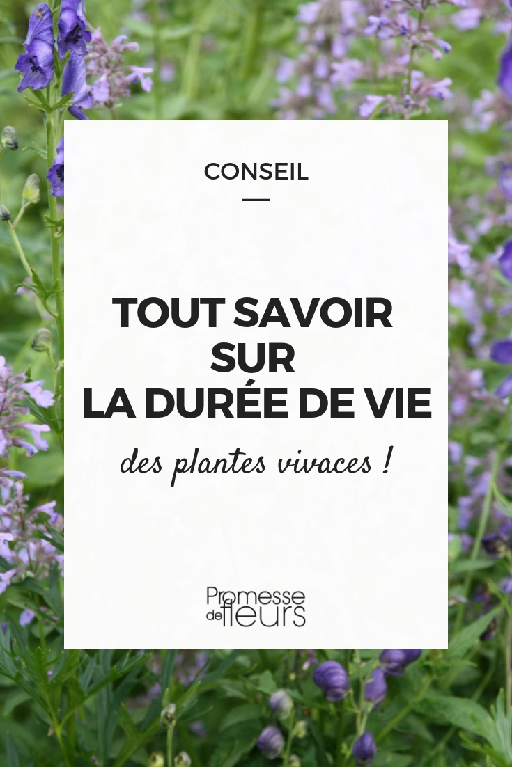 longevite plantes vivaces