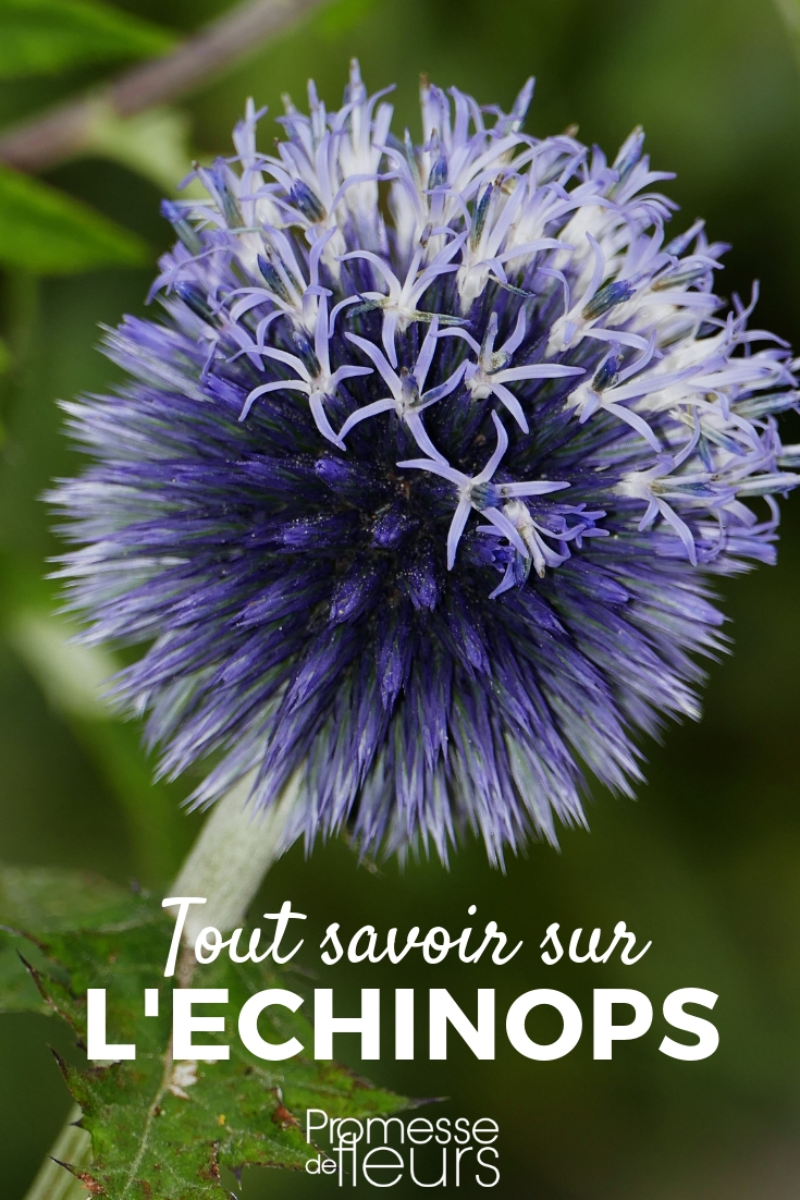 echinops, chardon boule bleu