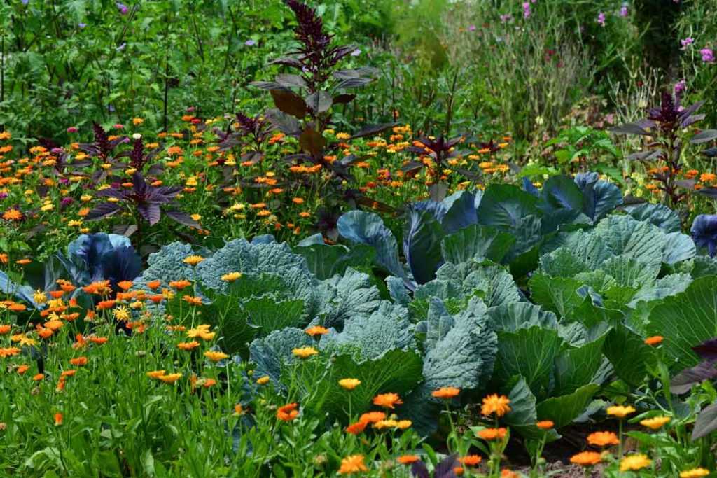 Comment créer un petit jardin d'ornement ou un potager petit