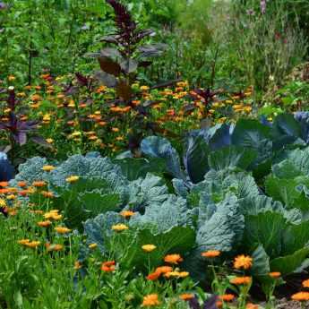 Faire son premier potager - Guide pour les débutants