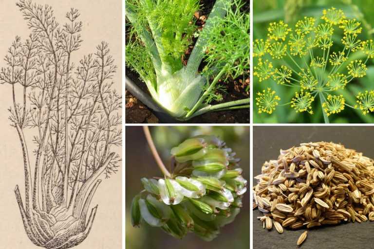 Le fenouil semis, culture, entretien et récolte Promesse de Fleurs — free download