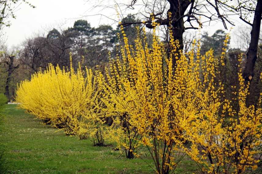 forsythia