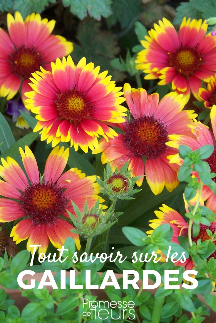 Gaillarde : semer, planter, cultiver