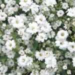 Gypsophile : plantation et entretien