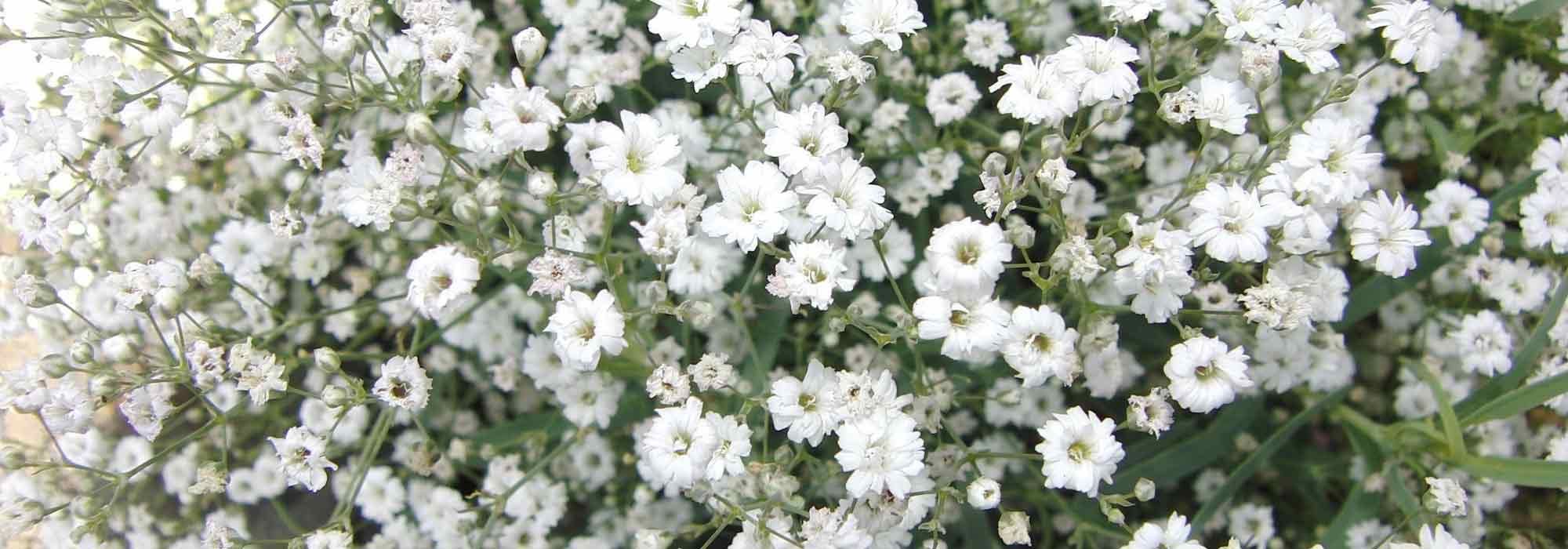 Gypsophile : plantation et entretien