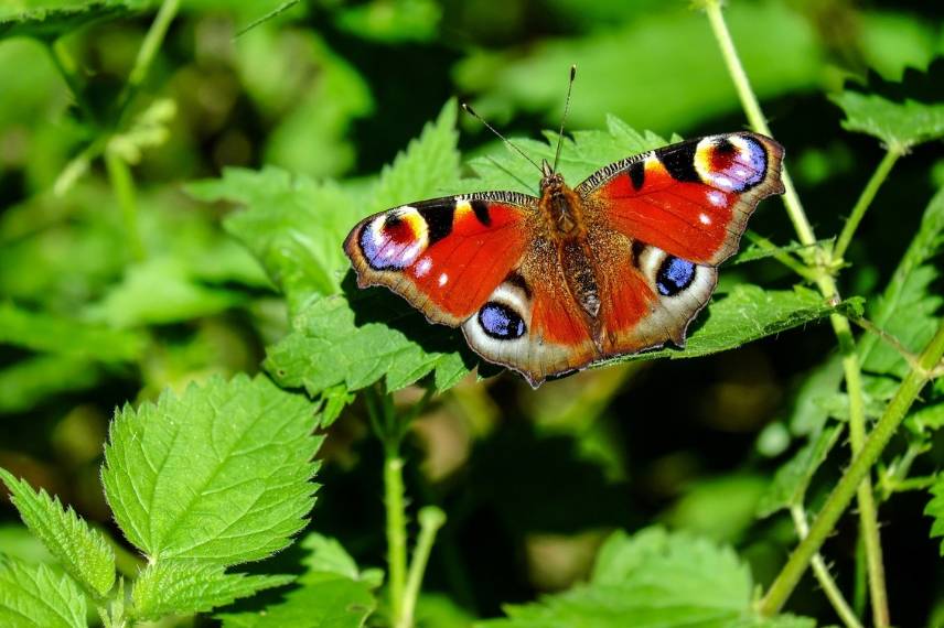 Haie pour les papillons