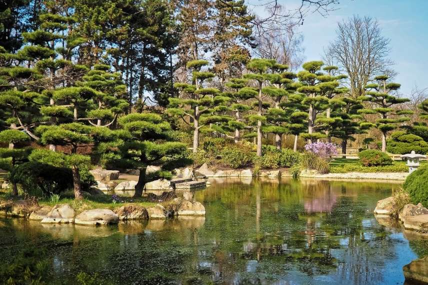 niwaki, arbres en nuages