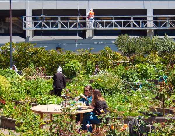 Jardins partagés : des lieux où l'on cultive aussi la solidarité