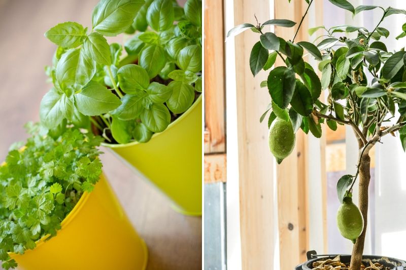 jardiner en intérieur, aromatique