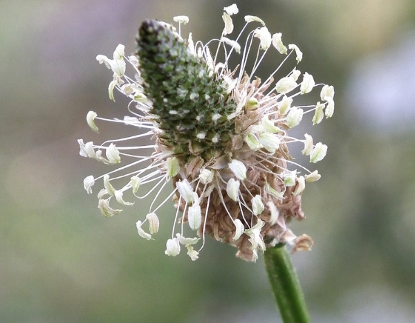 10 bonnes raisons de laisser pousser les mauvaises herbes