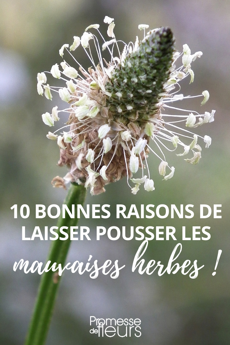 Récupérer l'eau de pluie au jardin - Promesse de Fleurs