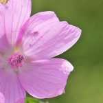 Mauve, malva : semis, plantation, culture