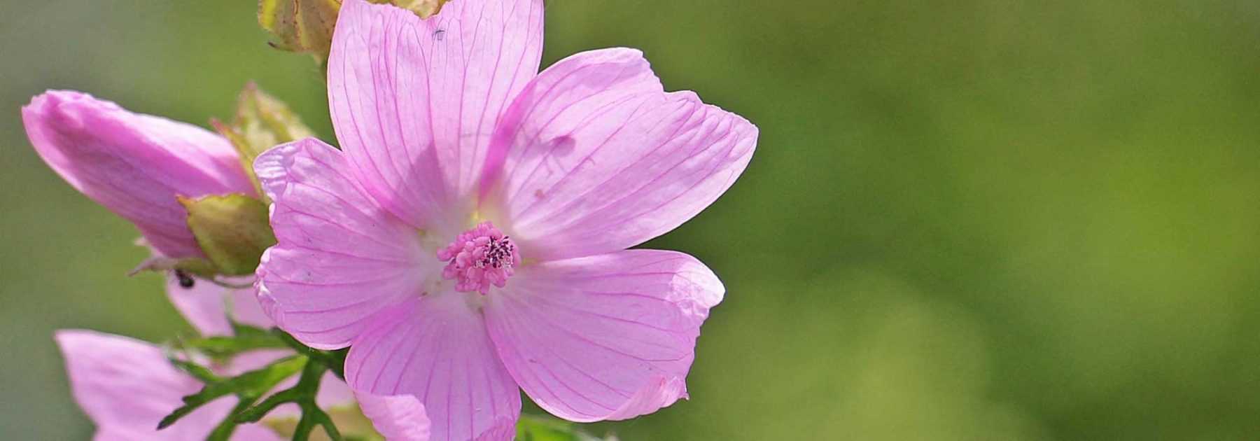 Mauve (Malva sylvestris) : plantation, culture, entretien