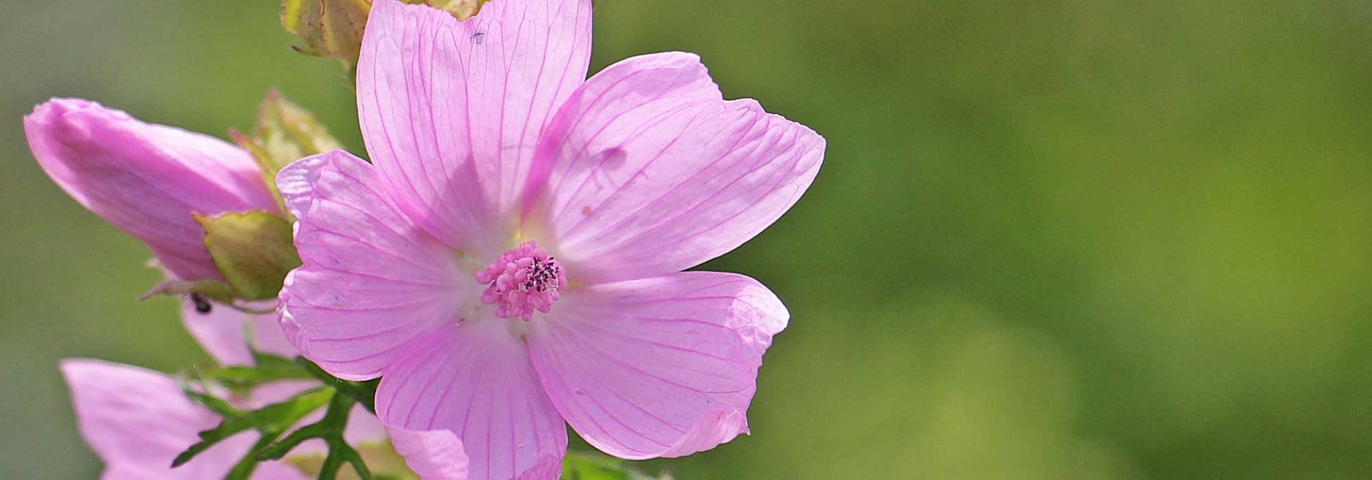 La Mauve sylvestre : ses bienfaits ? - Les sapins roses : Tisanes