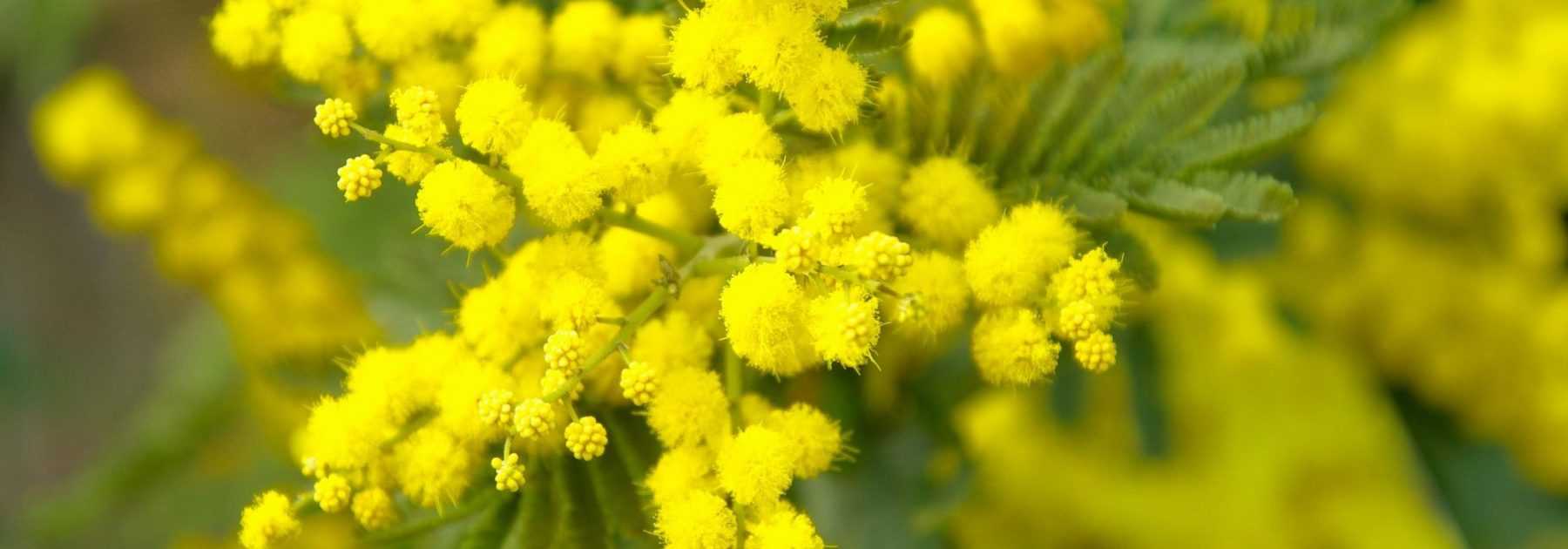 Mimosa : planter, tailler et entretenir