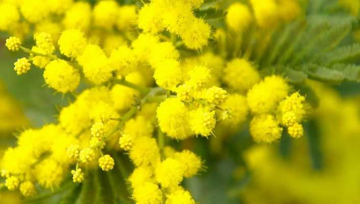 Mimosa : planter, tailler et entretenir