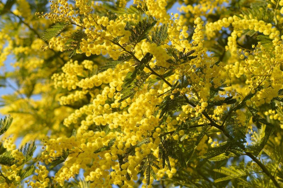 acacia dealbata