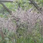 Miscanthus : planter, cultiver et entretenir