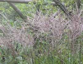 Miscanthus : planter, cultiver et entretenir
