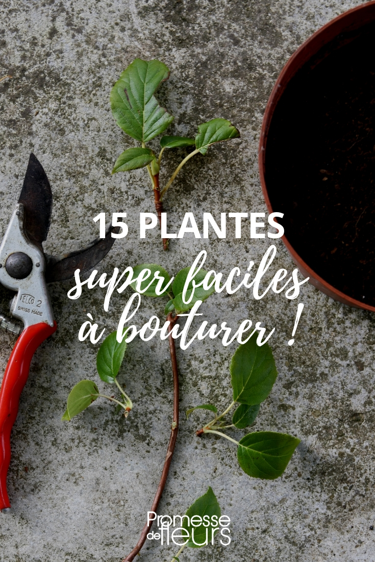 Bouturage : 15 arbustes et vivaces très faciles à multiplier - Blog  Promesse de fleurs