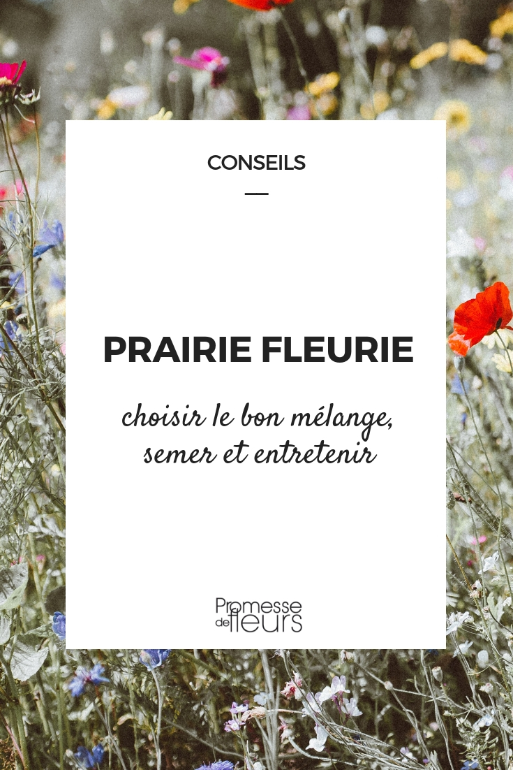 Prairie fleurir : semis, entretien