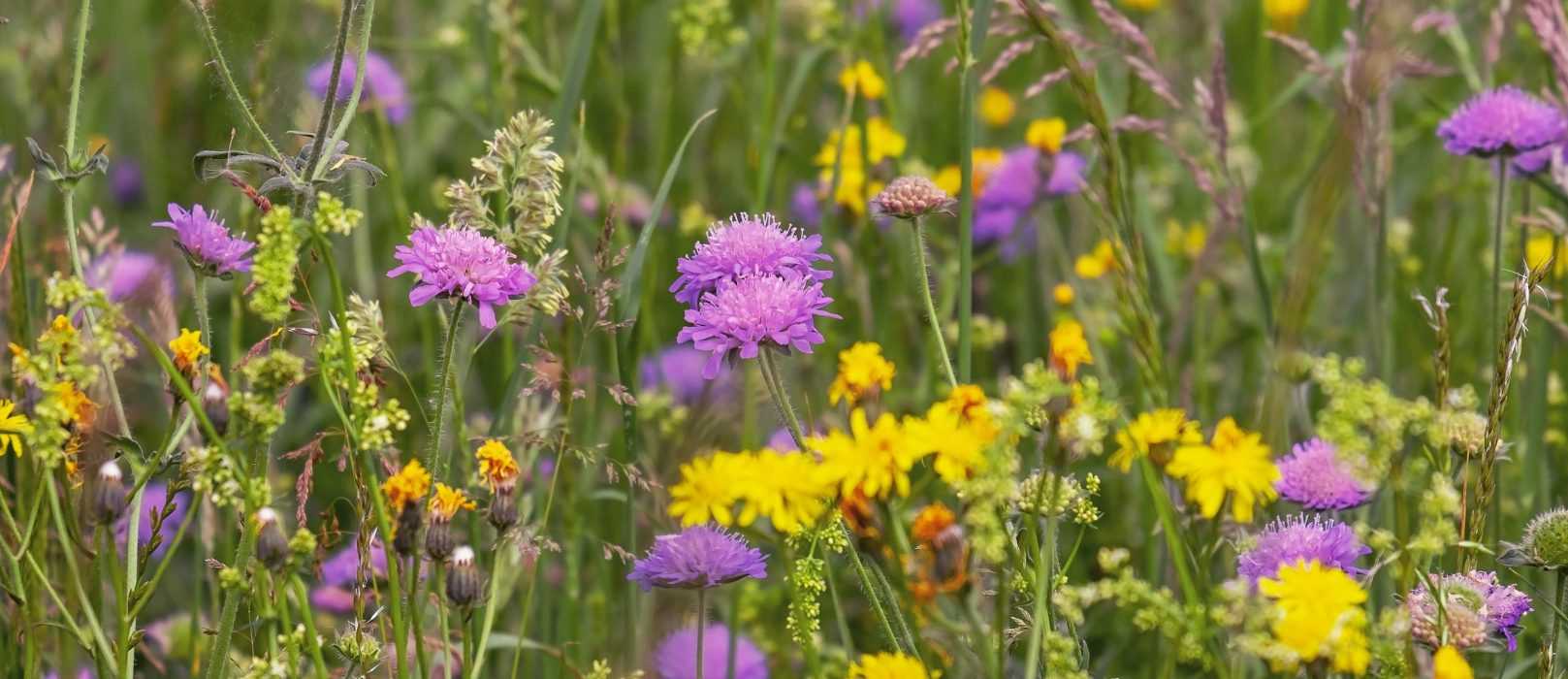 Semer une prairie fleurie : pourquoi, comment ?