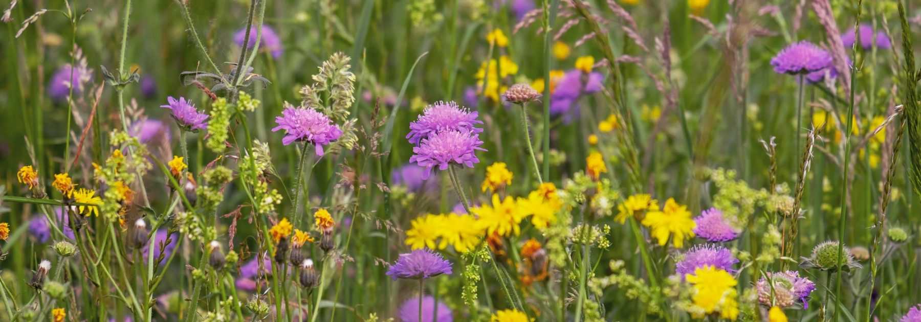 Semer une prairie fleurie : pourquoi, comment ?