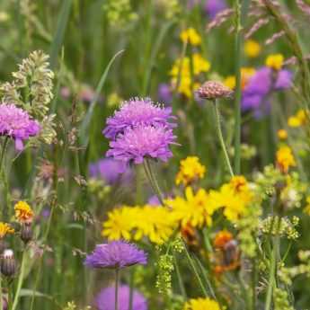 Semer une prairie fleurie : pourquoi, comment ?