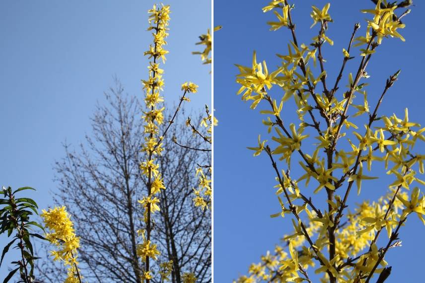 taille du forsythia