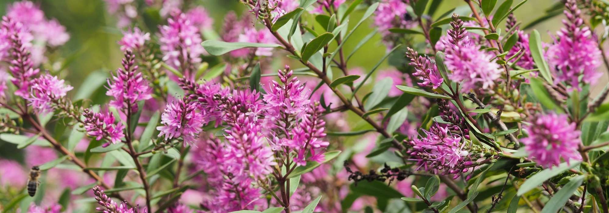 Hebe, véronique arbustive : planter, tailler et entretenir