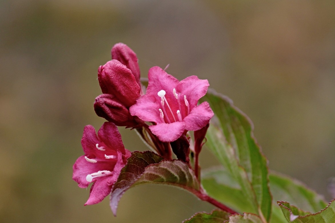 weigela